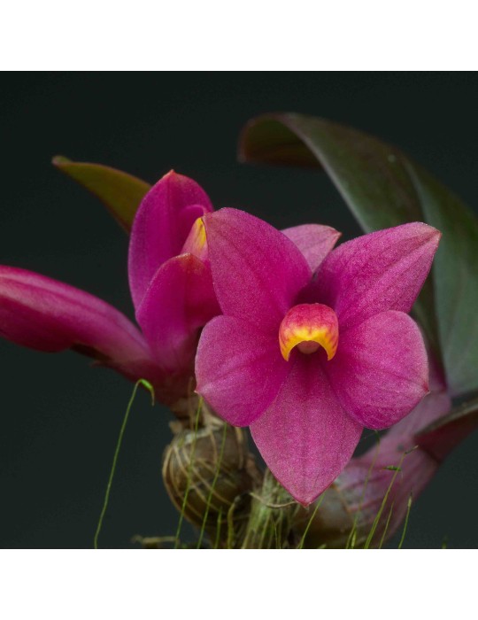 Dendrobium laevifolium