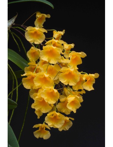 Dendrobium lindleyi 2