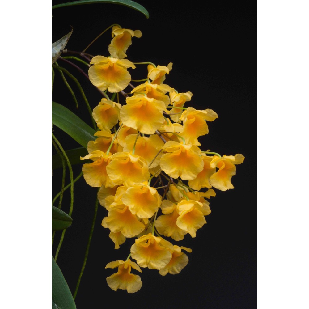 Dendrobium lindleyi