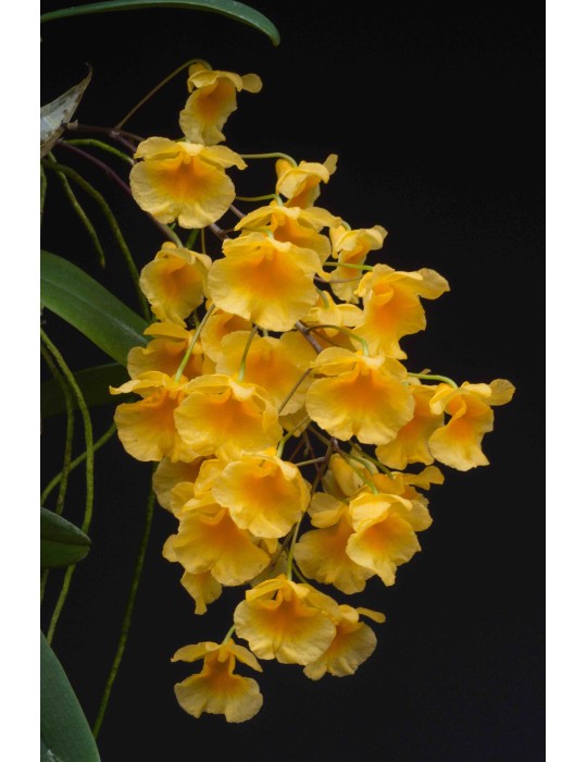 Dendrobium lindleyi