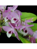 Dendrobium parishii sur plaque