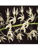 Dendrobium speciosum