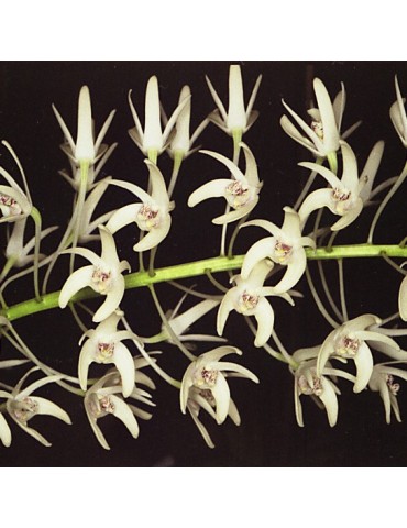 Dendrobium speciosum