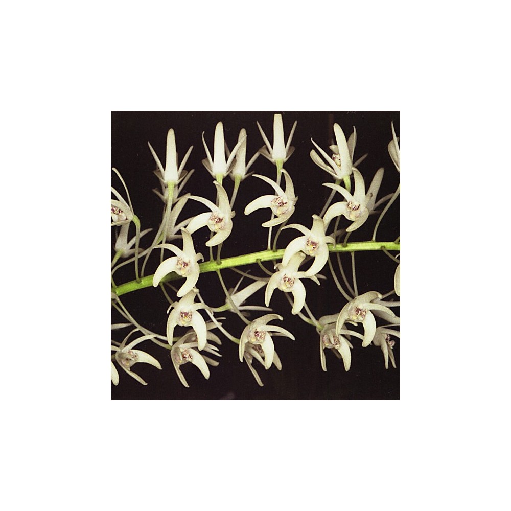 Dendrobium speciosum