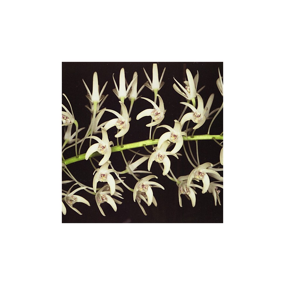 Dendrobium speciosum