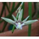 Dendrobium schoeninum