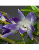 Dendrobium victoria-reginae en sphaigne