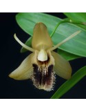 Coelogyne ovalis