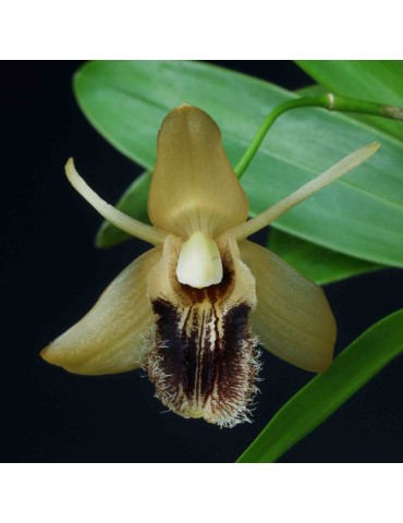 Coelogyne ovalis