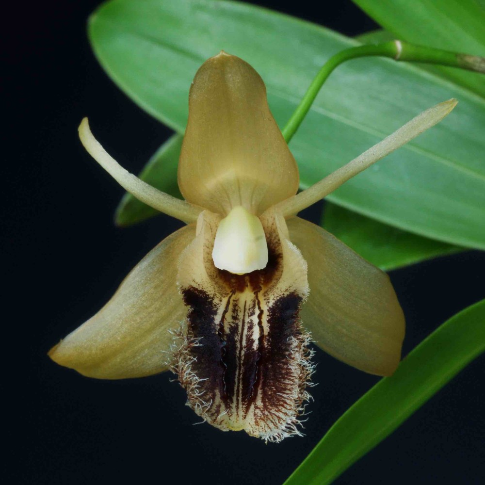 Coelogyne ovalis