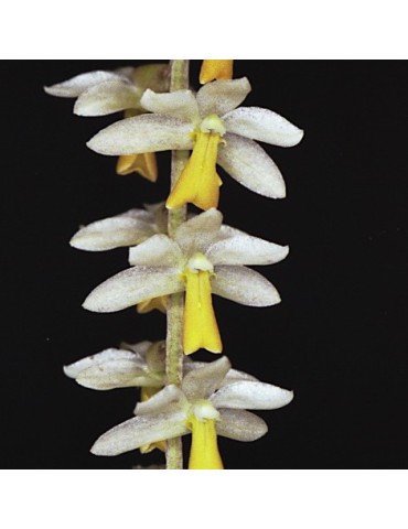 Dendrochilum cobbianum en sphaigne
