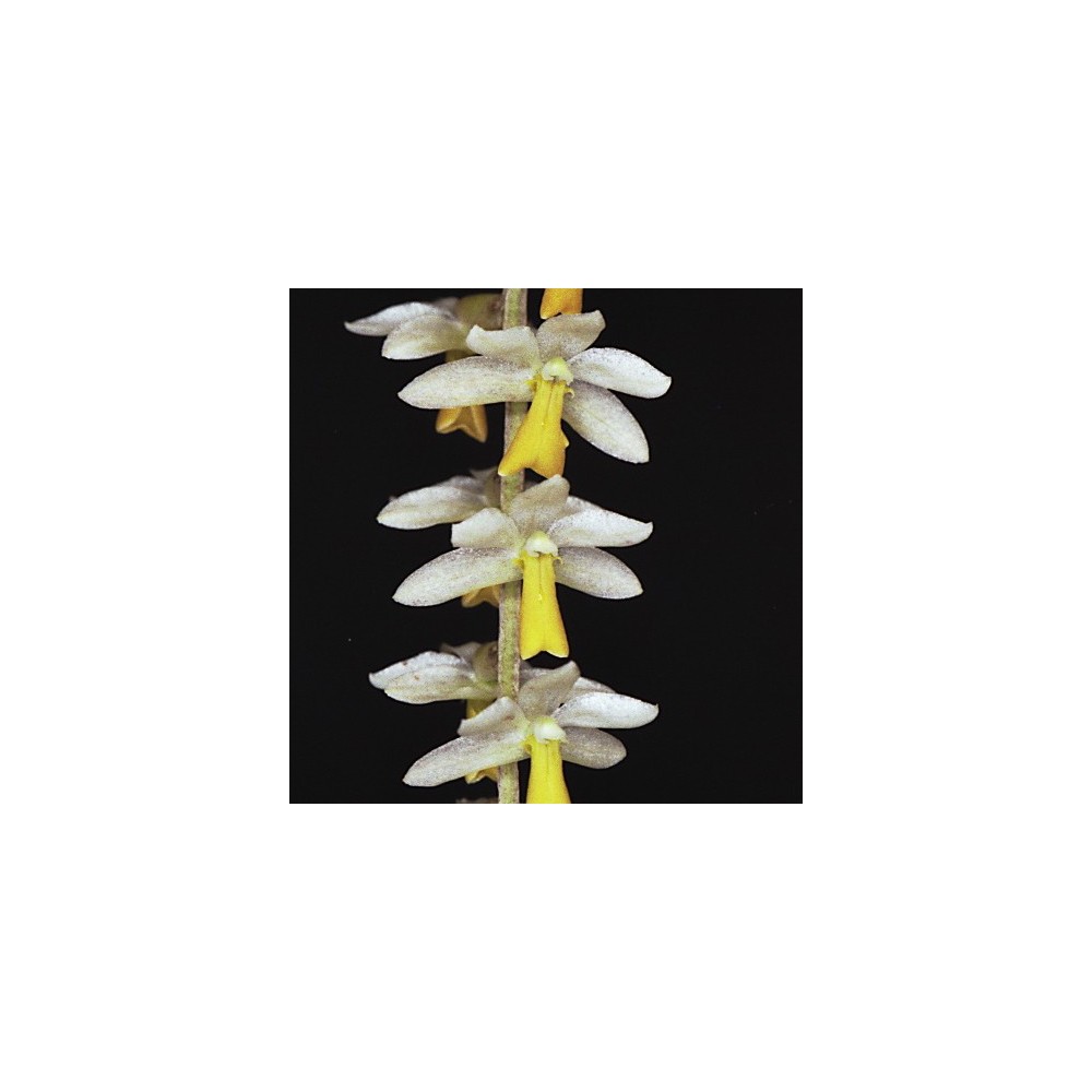 Dendrochilum cobbianum