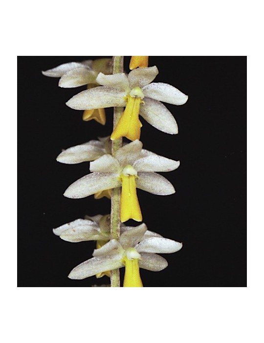 Dendrochilum cobbianum Dendrochilum cobbianum