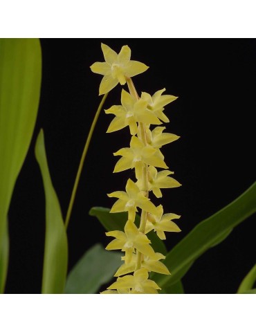 Dendrochilum pangasinanense