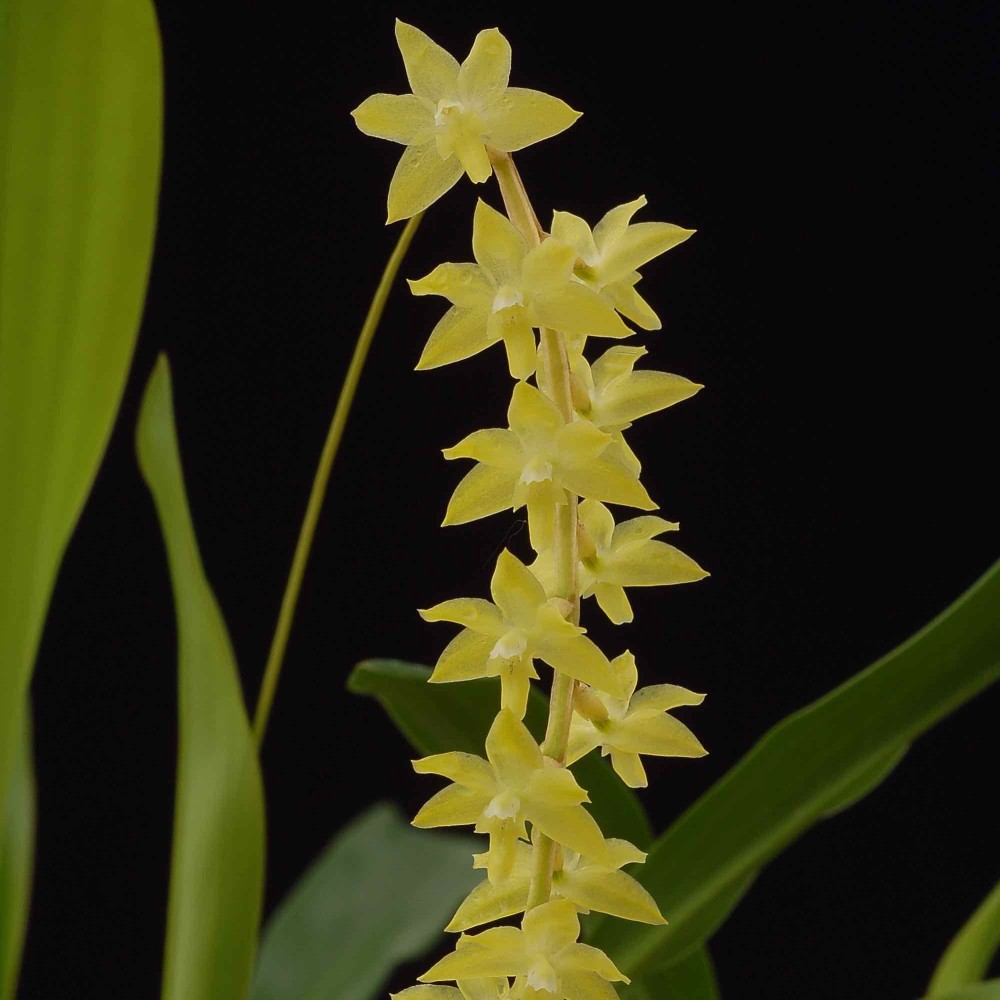 Dendrochilum pangasinanense