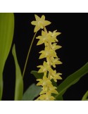 Dendrochilum pangasinanense