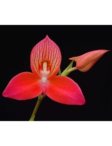 Disa Betty's Bay 'Venetian Blue'