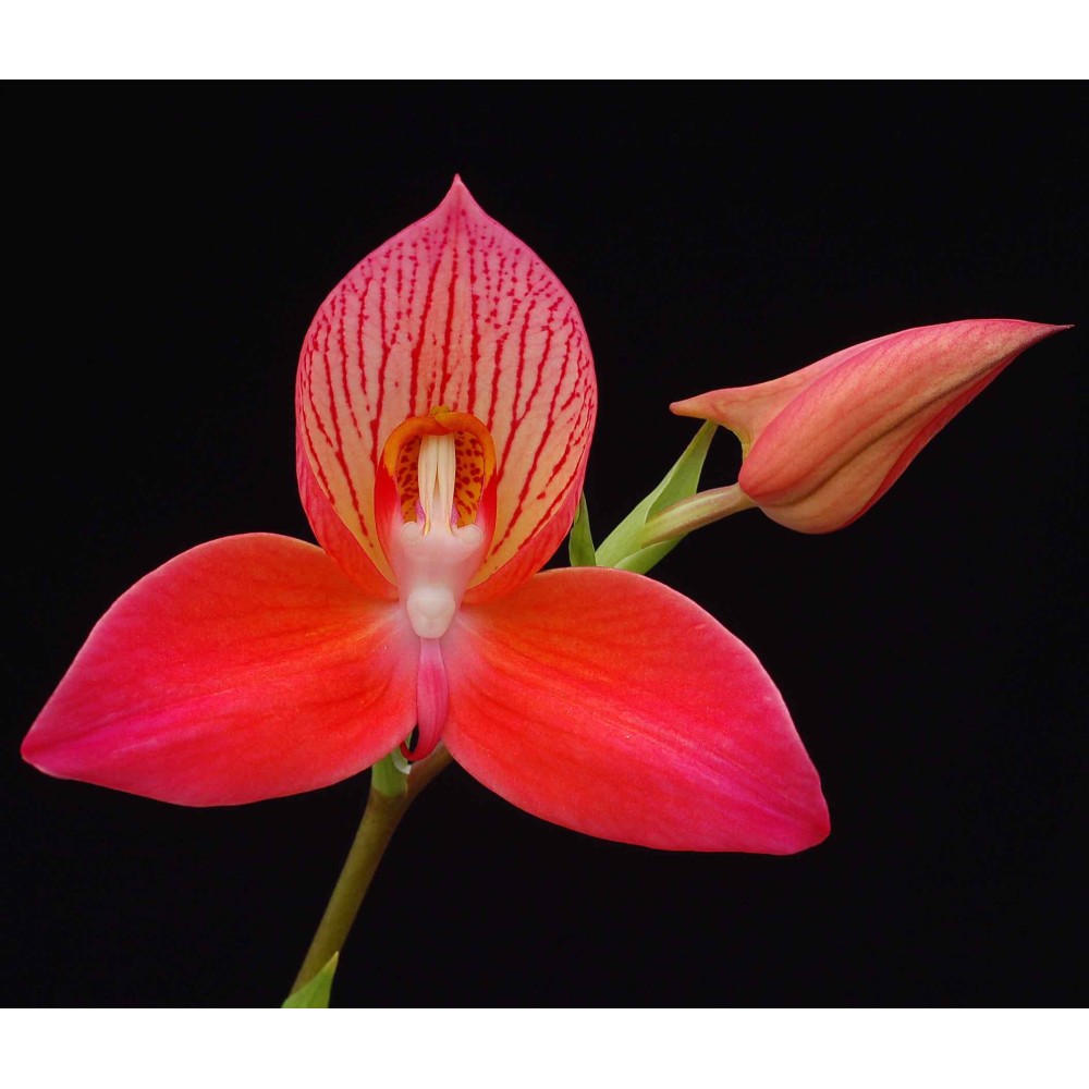 Disa Betty's Bay 'Venetian Blue'