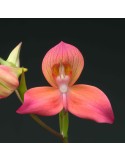 Disa Diores 'Inca City'