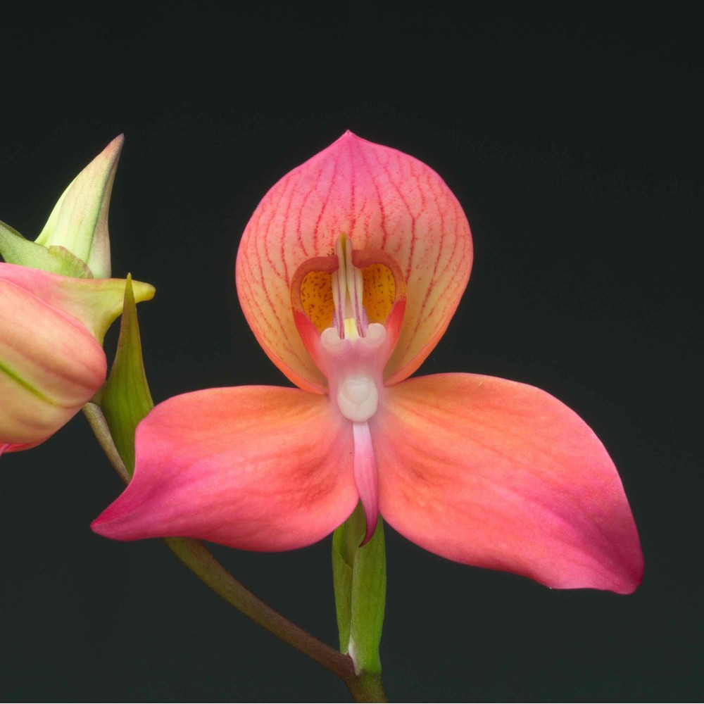 Disa Diores 'Inca City'