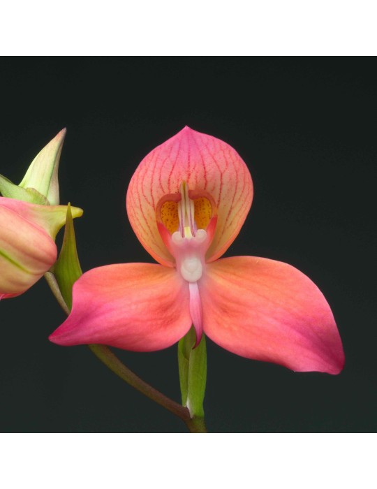 Disa Diores 'Inca City'