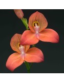 Disa Diores 'Inca Warrior'