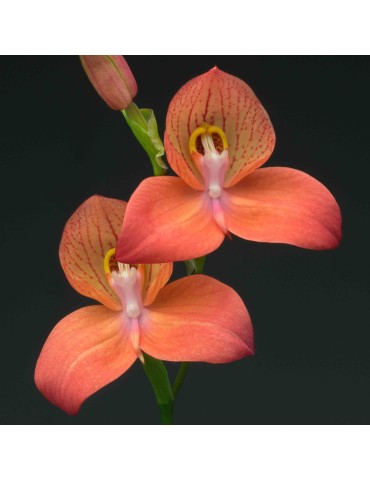 Disa Diores 'Inca Warrior'