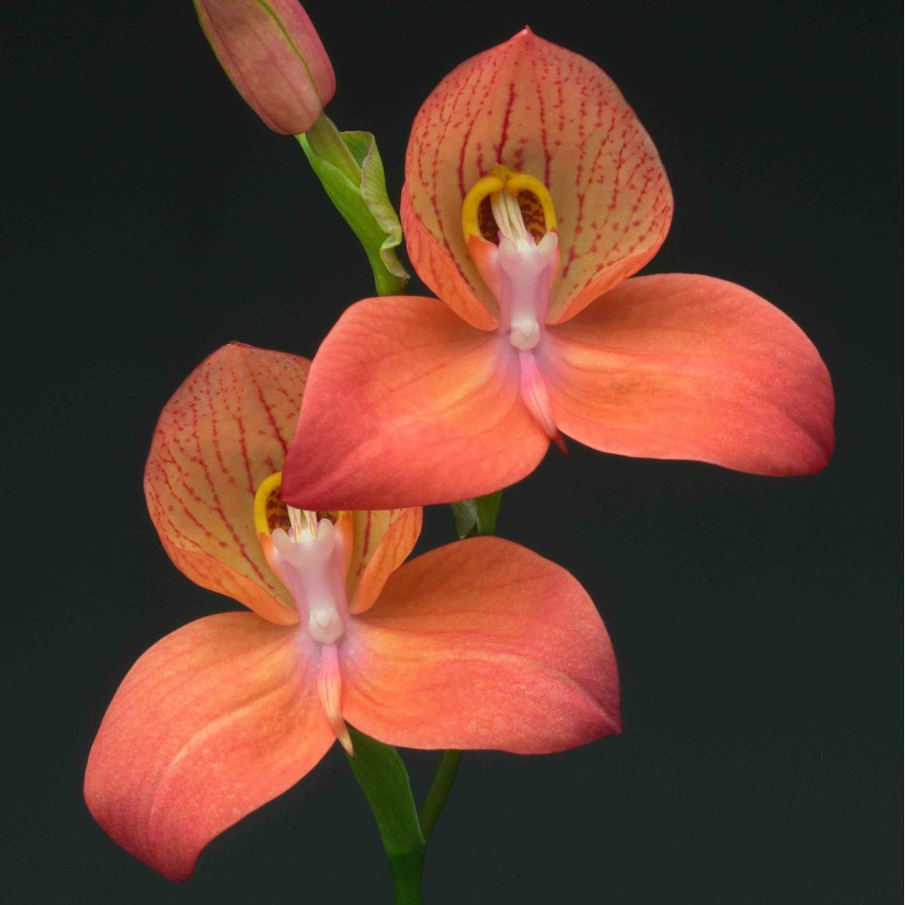 Disa Diores 'Inca Warrior'