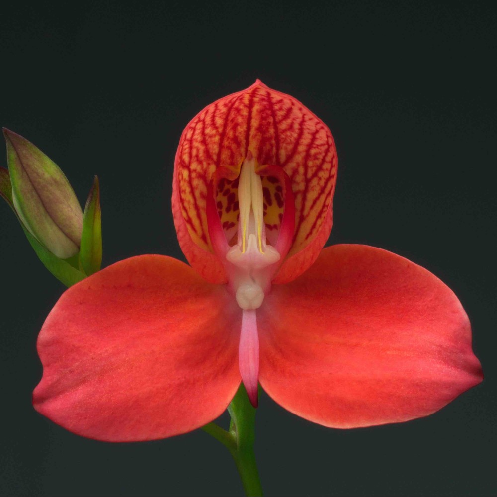 Disa Diorette