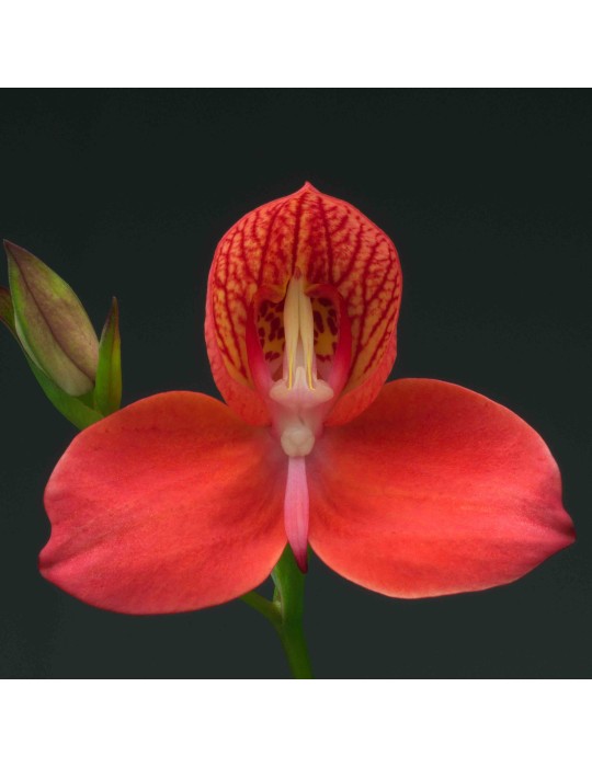 Disa Diorette Disa Diorette