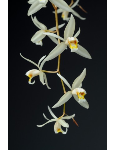 Coelogyne flaccida 2