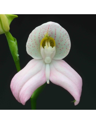 Disa Kewensis 'Milkmaid'