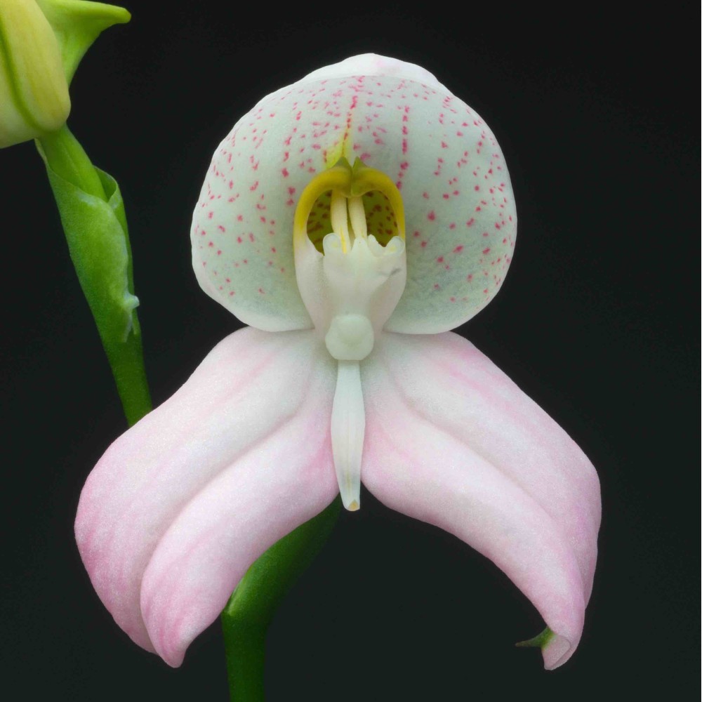 Disa Kewensis 'Milkmaid'