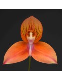 Disa Marguerite Kottler