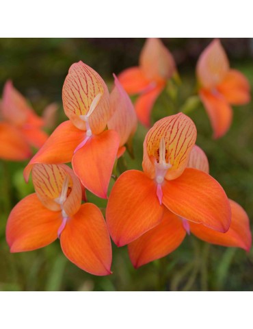 Disa Oak Valley