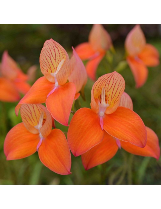 Disa Oak Valley