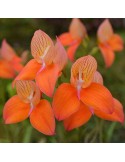 Disa Oak Valley