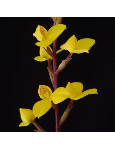 Disa aurata