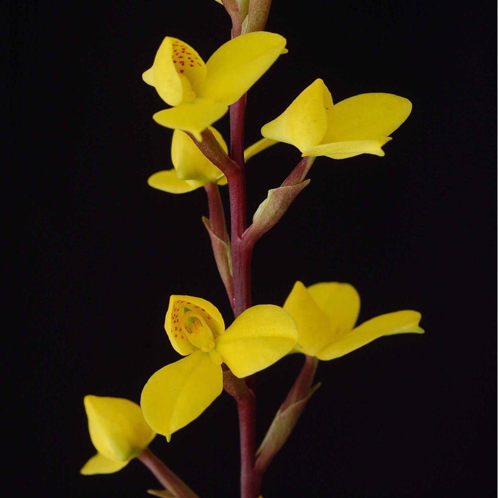 Disa aurata