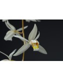 Coelogyne flaccida