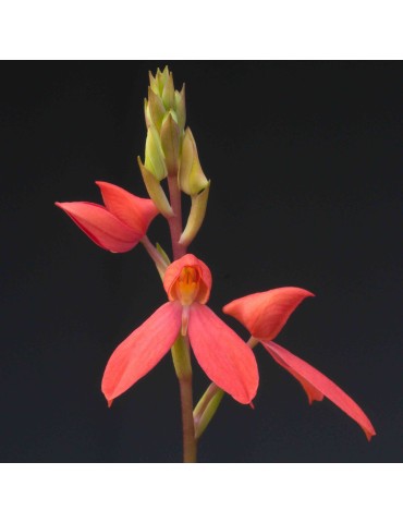 Disa cardinalis