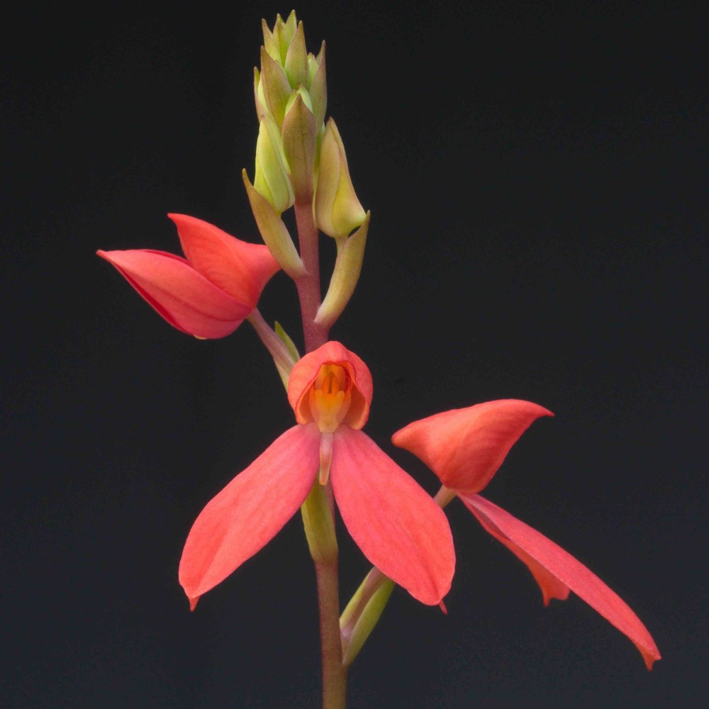 Disa cardinalis