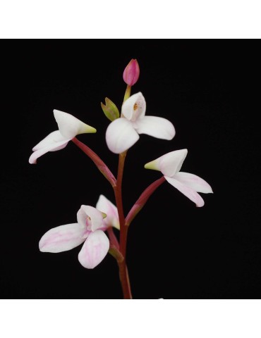 Disa tripetaloides