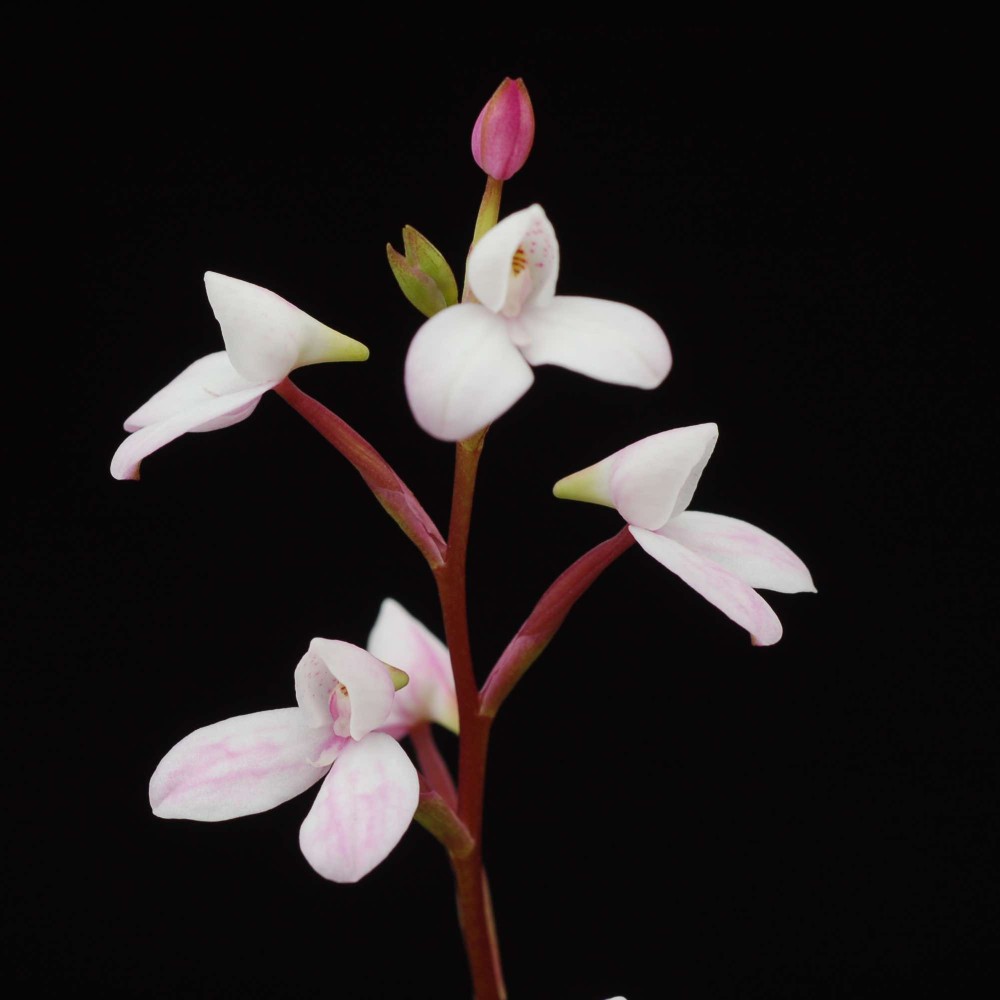 Disa tripetaloides