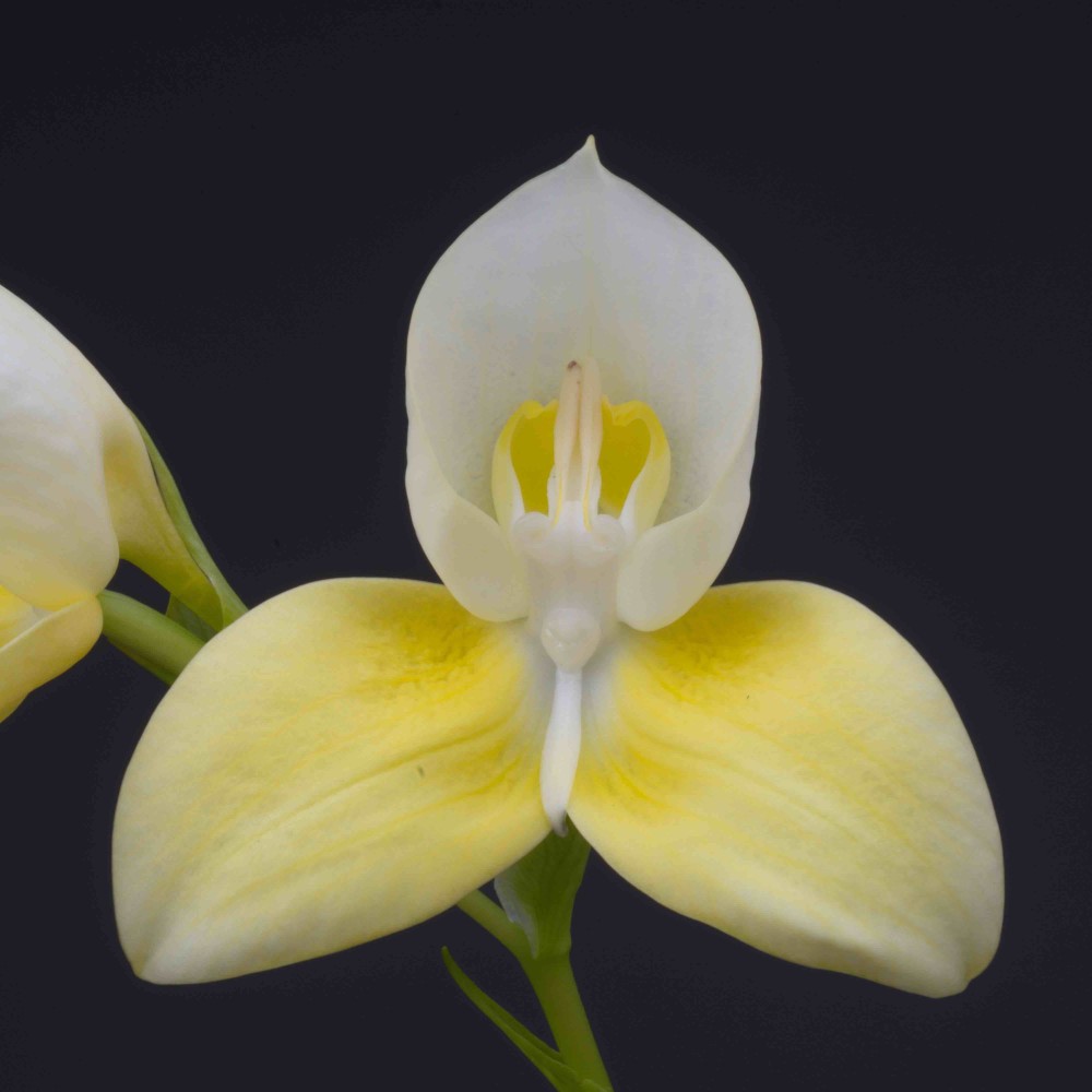 Disa uniflora var. flava