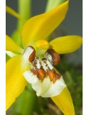 Coelogyne lentiginosa