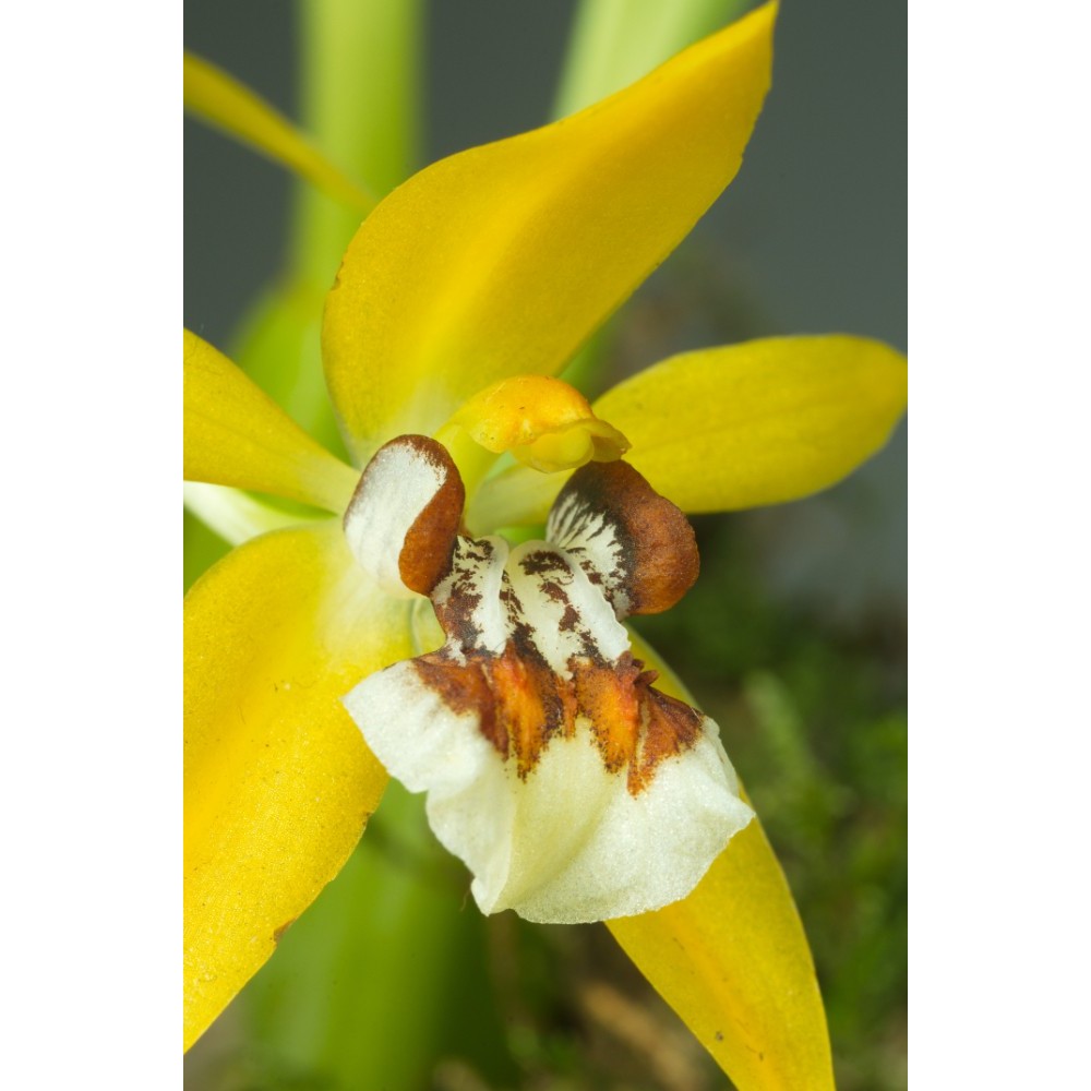 Coelogyne lentiginosa