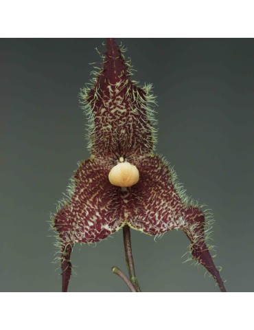 Dracula chimaera