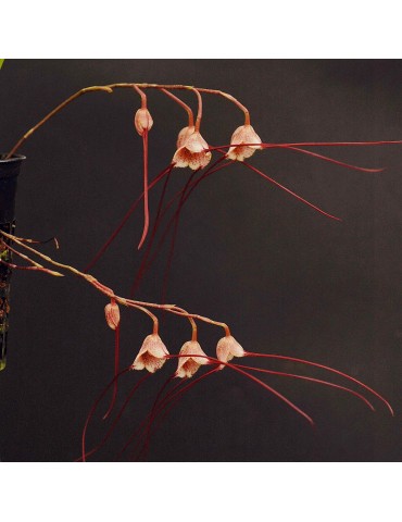 Dracula decussata