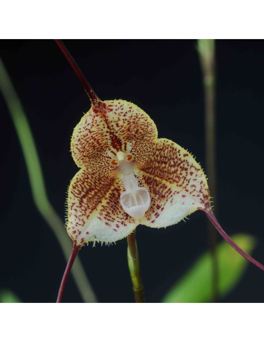 Dracula erythrochaete Dracula erythrochaete